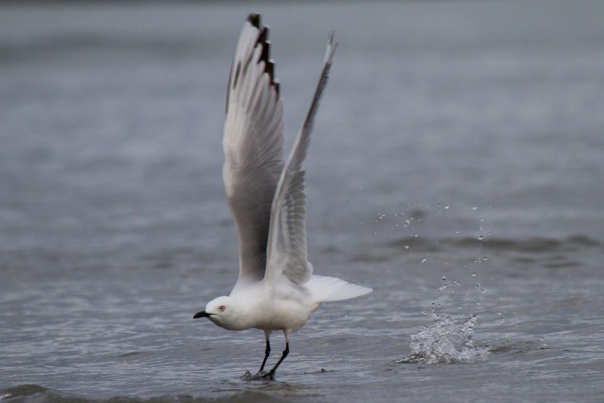 Black-billed Gull - ML118453411