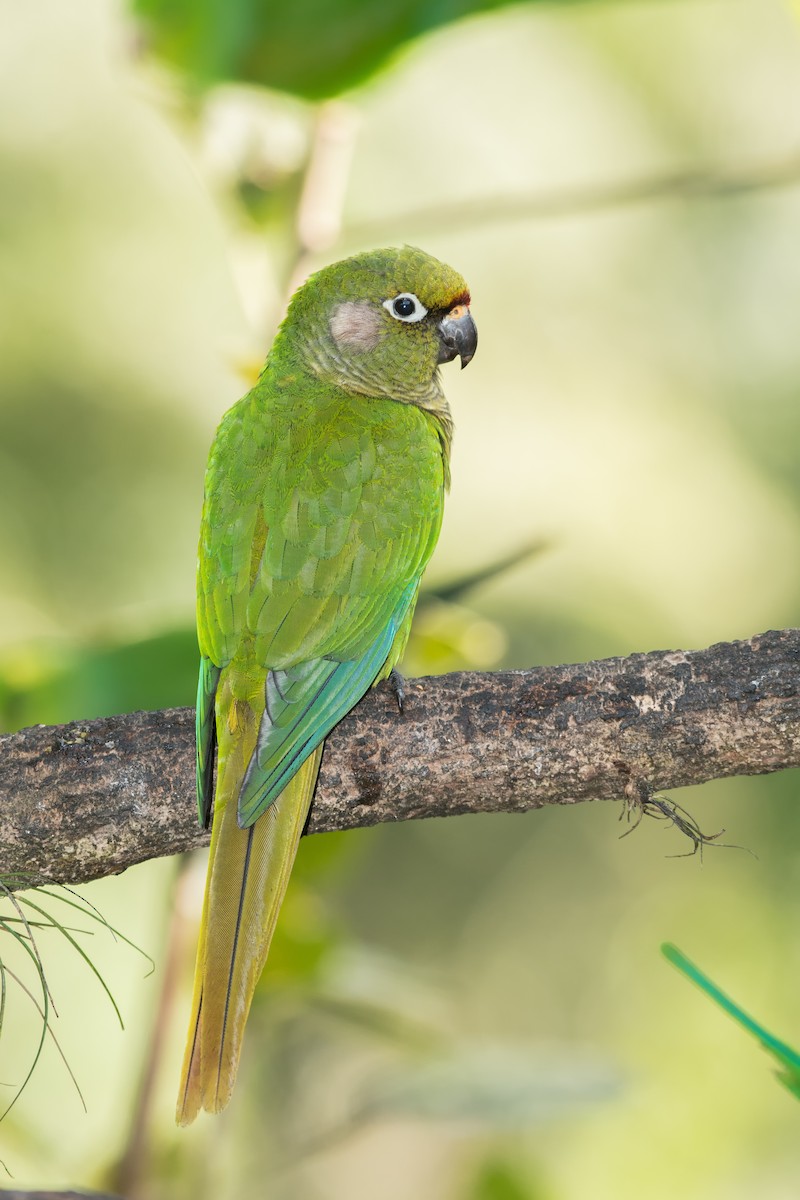 Maroon-bellied Parakeet - ML118454121