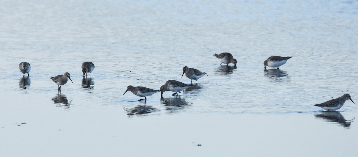 Alpenstrandläufer - ML118454231