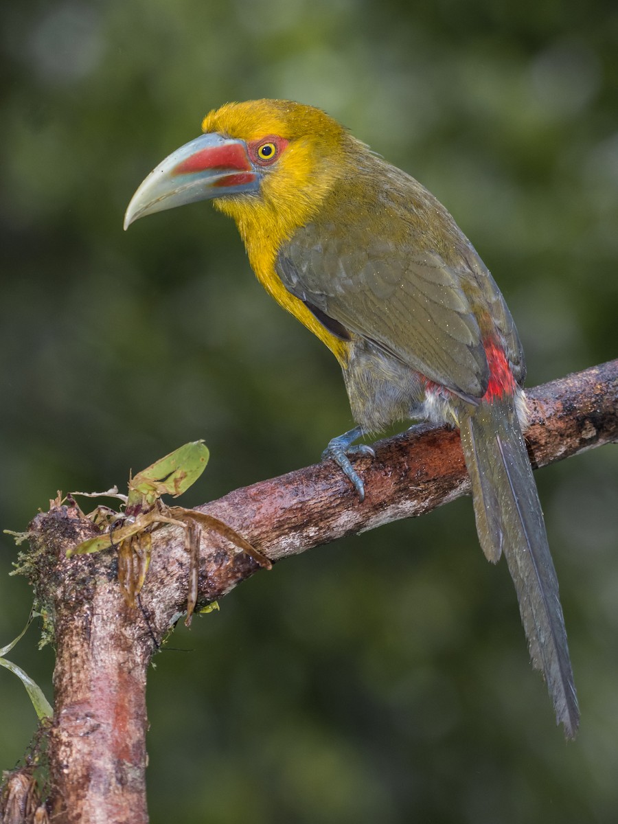 Saffron Toucanet - ML118454451