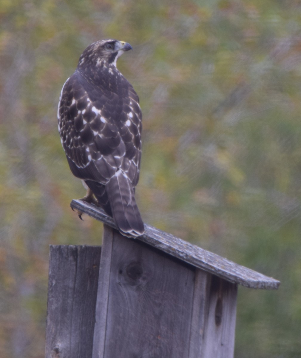 Broad-winged Hawk - ML118454791