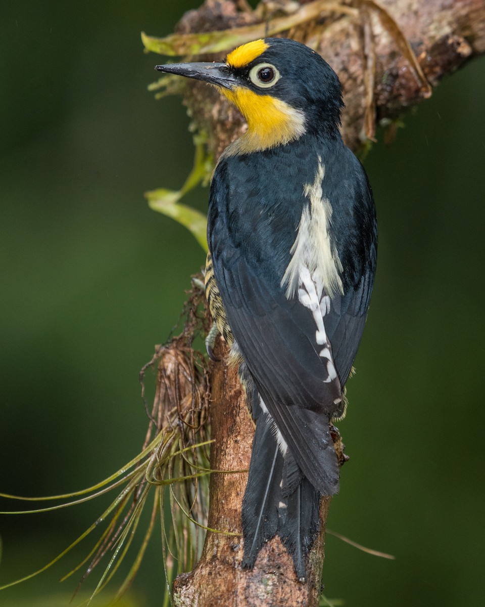 Yellow-fronted Woodpecker - ML118454811