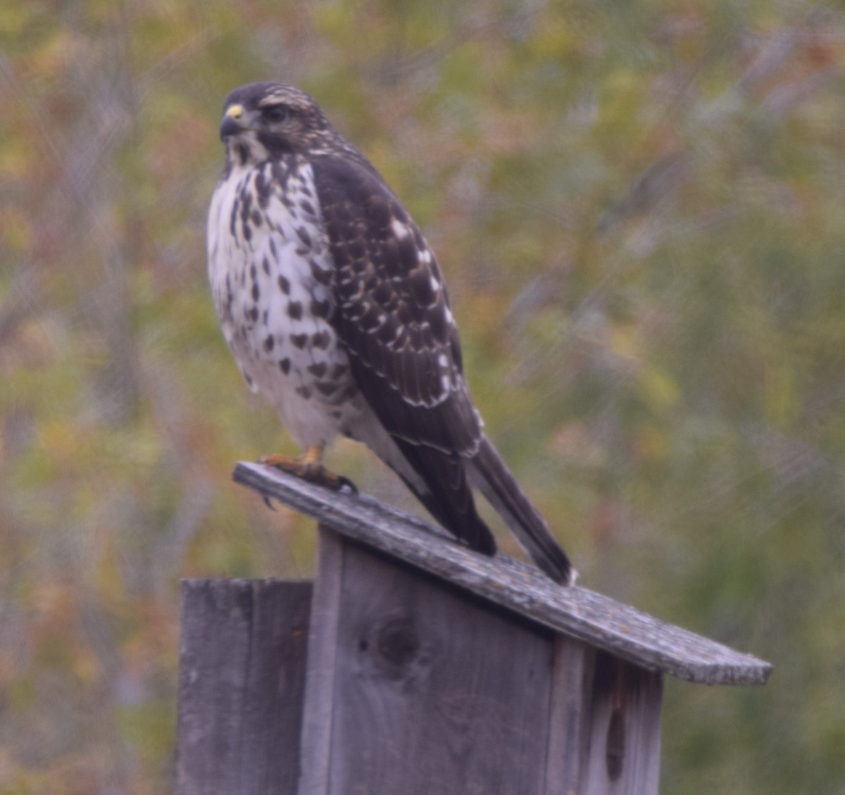 Broad-winged Hawk - ML118454821