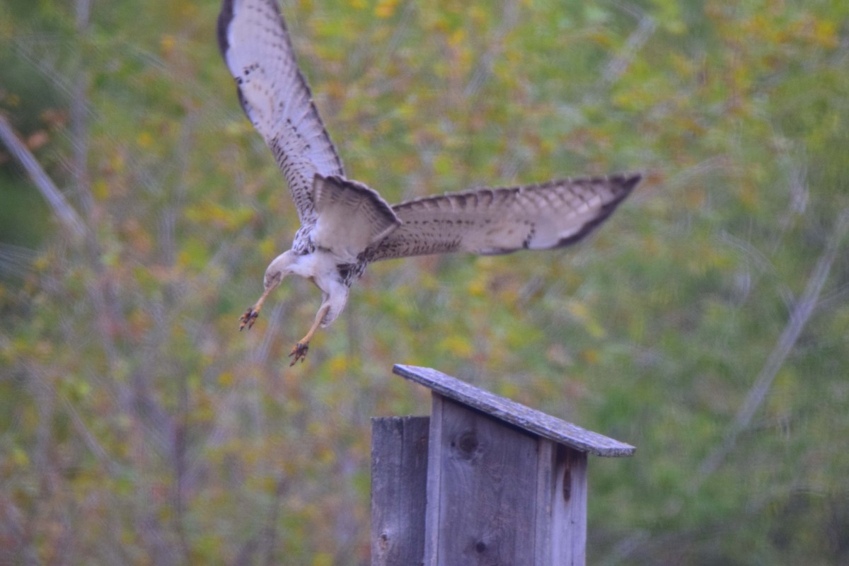 Broad-winged Hawk - ML118454841