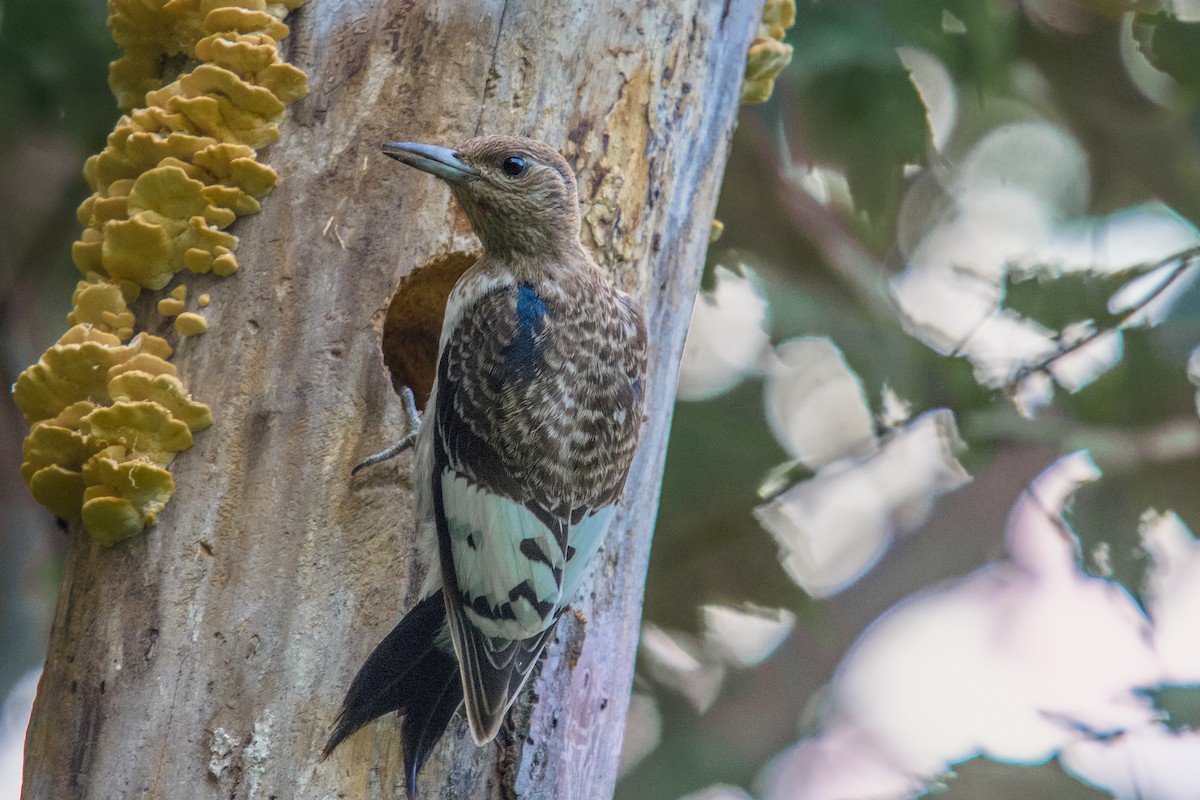 Red-headed Woodpecker - ML118454881