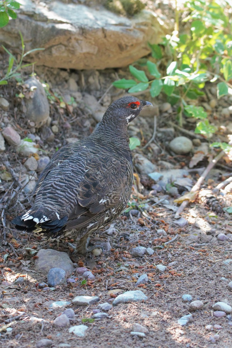 Spruce Grouse (Franklin's) - Alan Dupuis