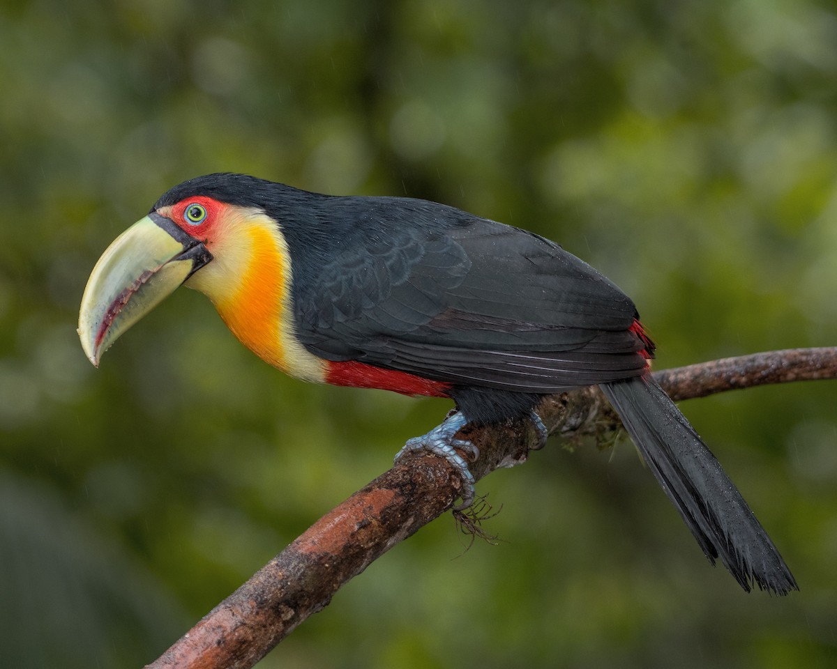 Red-breasted Toucan - ML118455021
