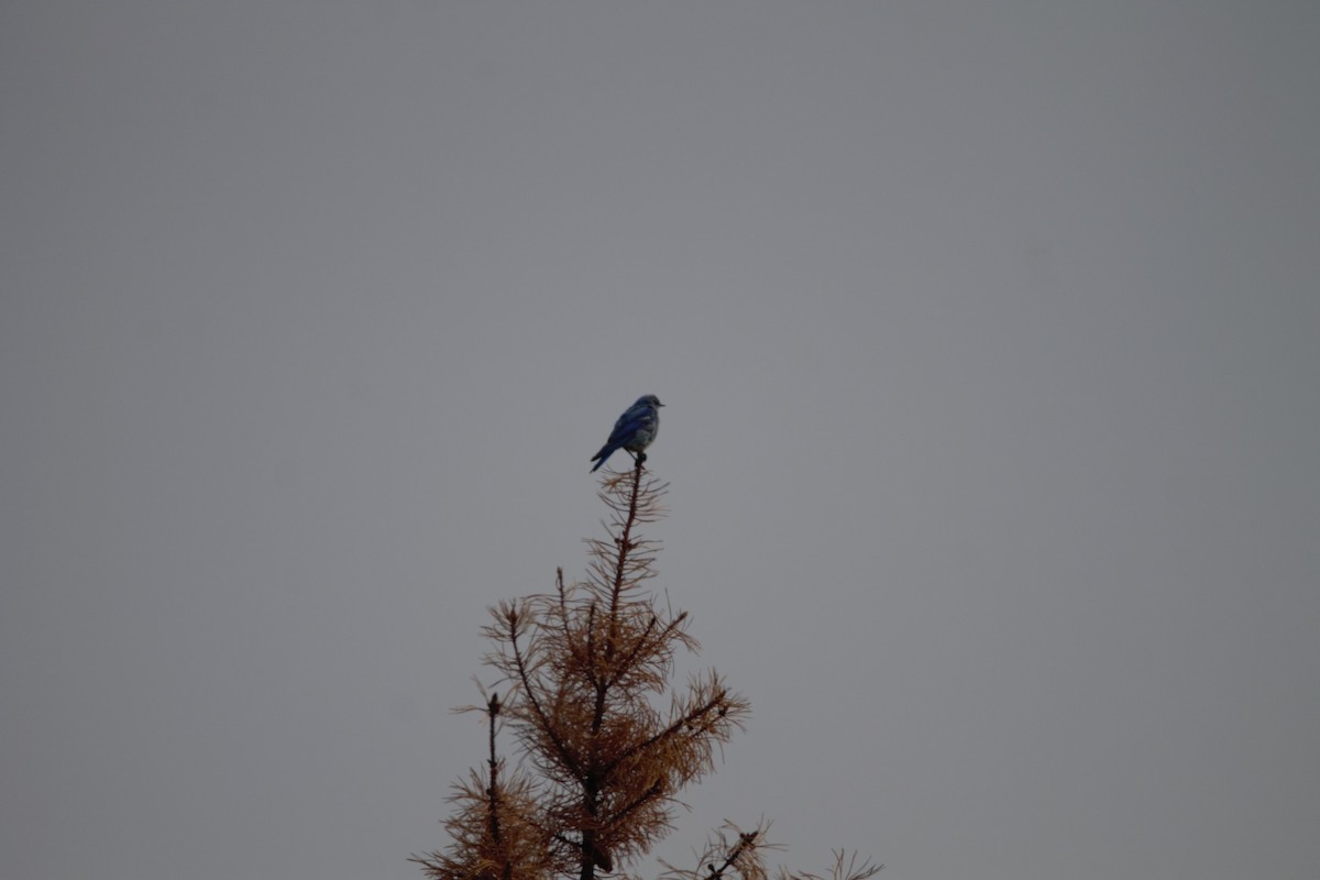 Mountain Bluebird - Alan Dupuis