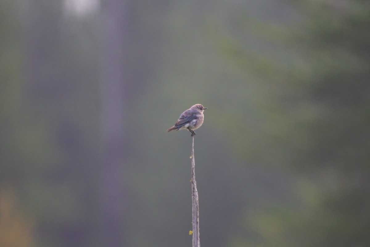 Mountain Bluebird - ML118455251