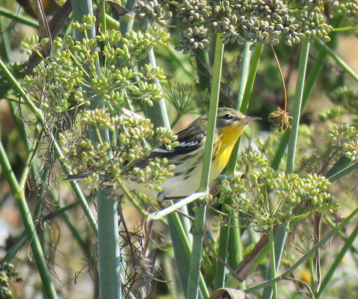 Blackburnian Warbler - ML118455711