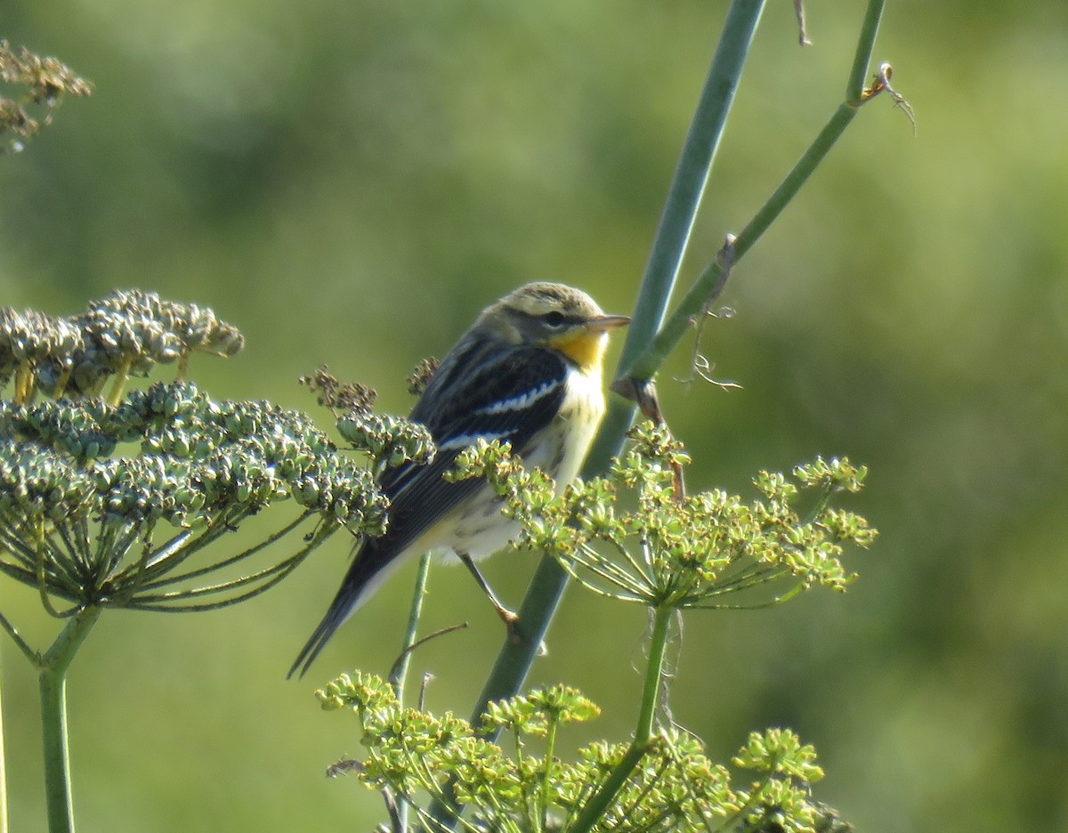 Blackburnian Warbler - ML118455791