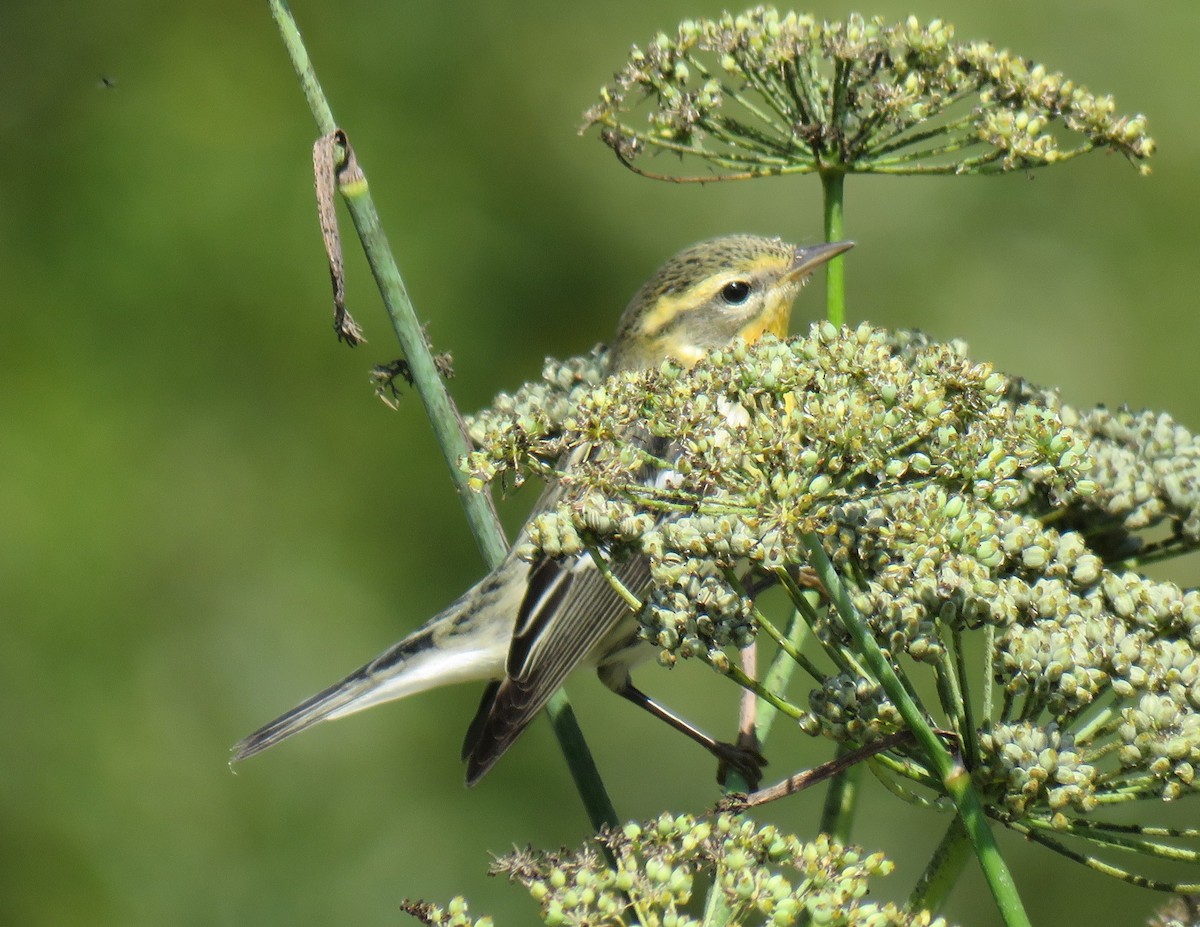 Blackburnian Warbler - ML118456181