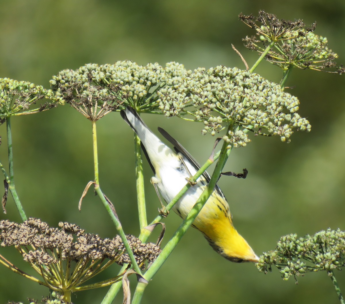 Blackburnian Warbler - ML118456201