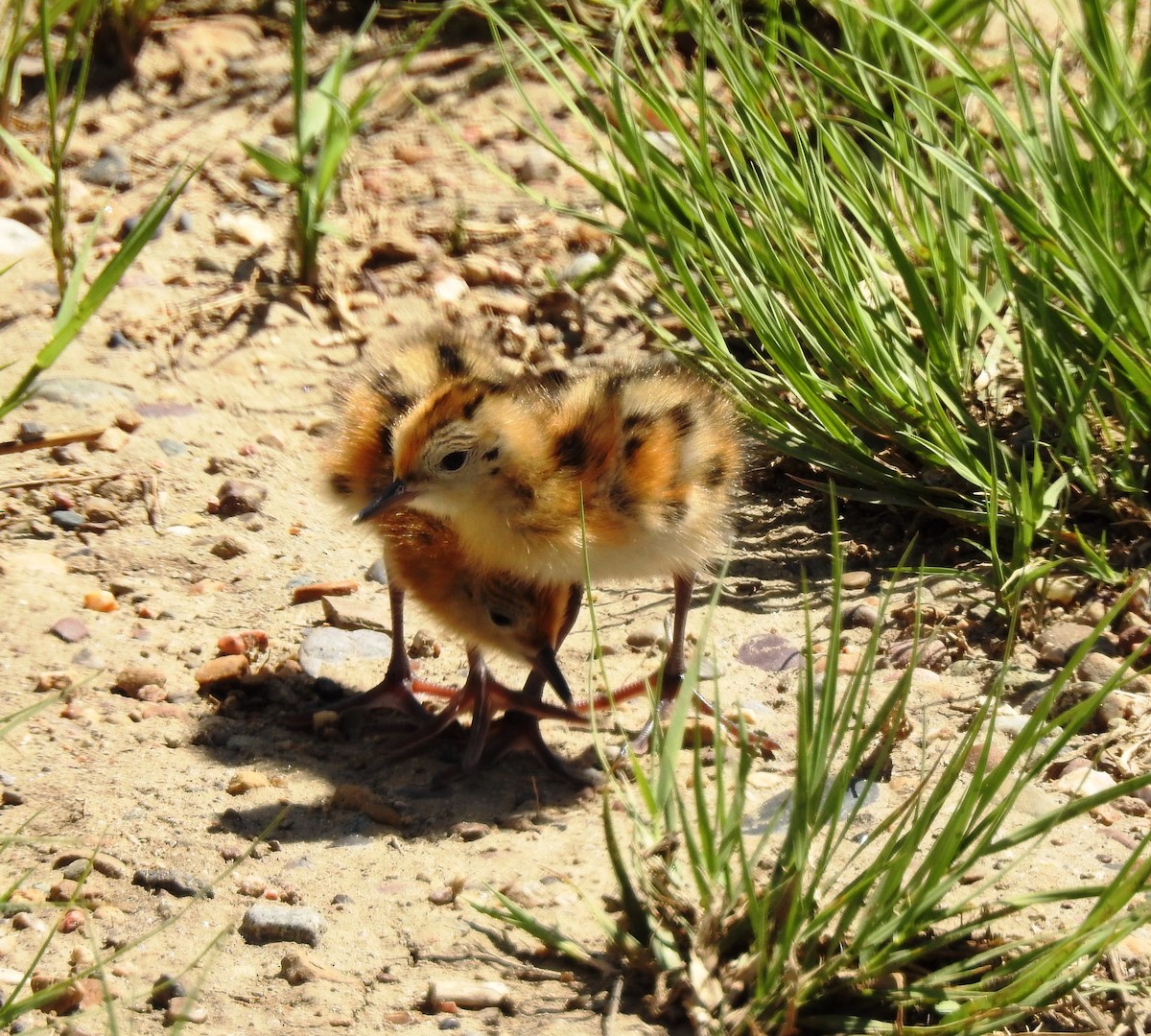 hvithalesvømmesnipe - ML118456591