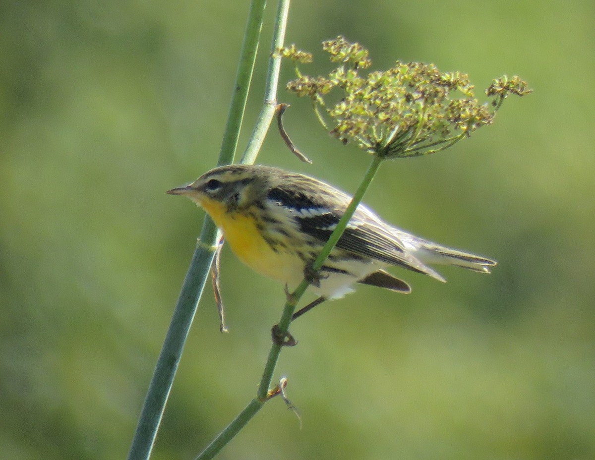 Blackburnian Warbler - ML118456701