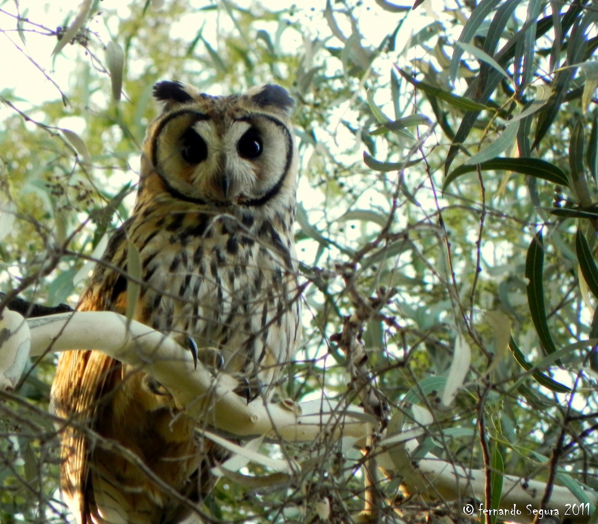 Striped Owl - ML118456901