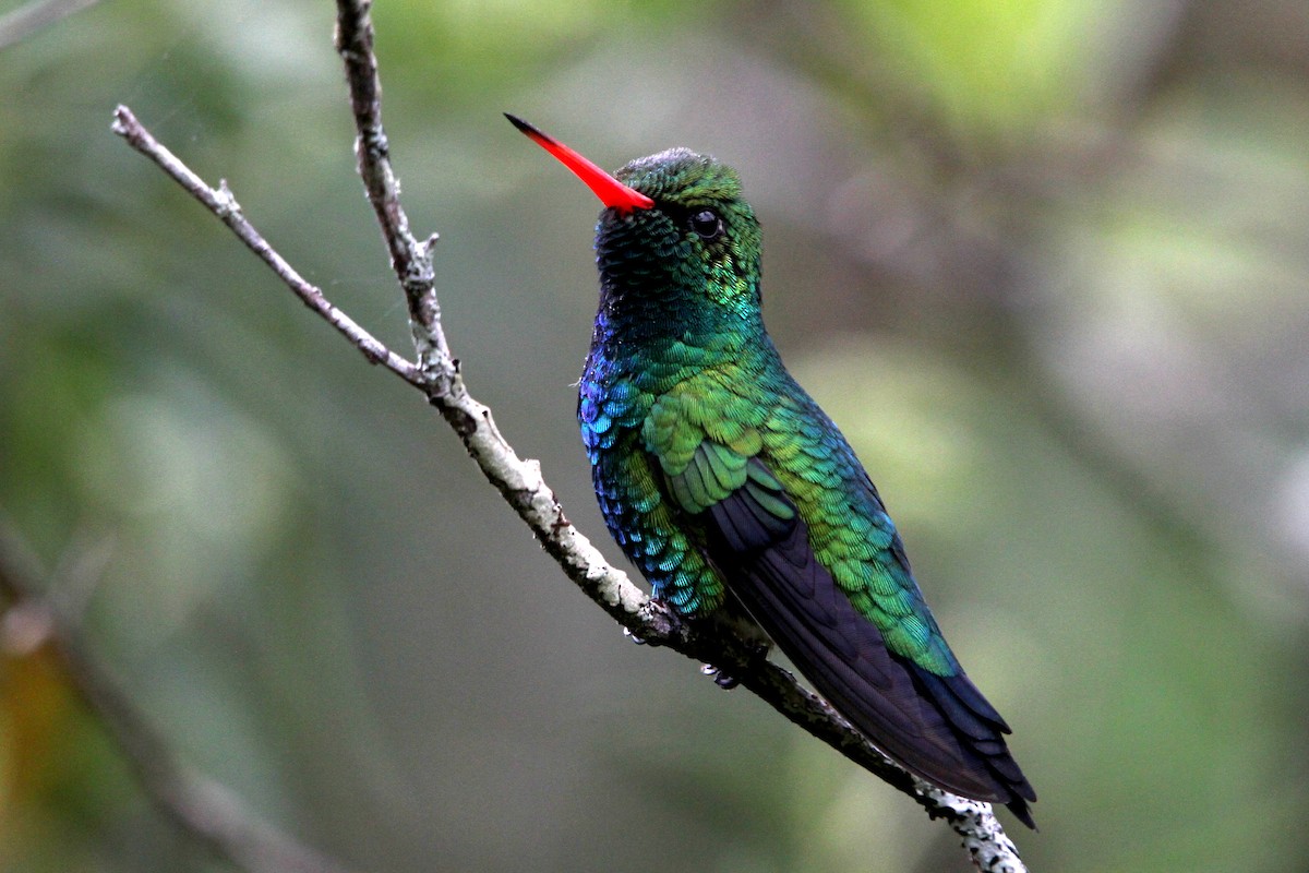 Glittering-bellied Emerald - Pedro Ayres