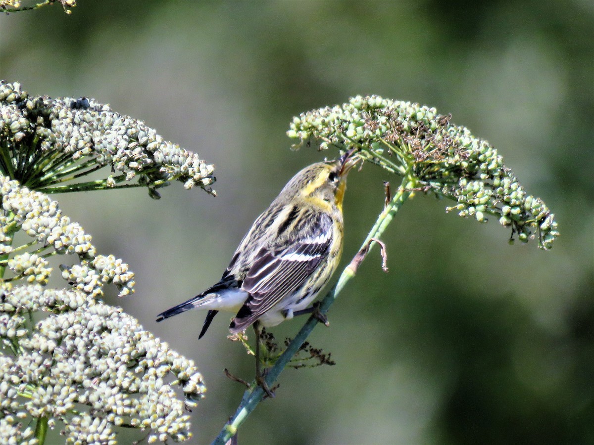 Blackburnian Warbler - Chris Hayward