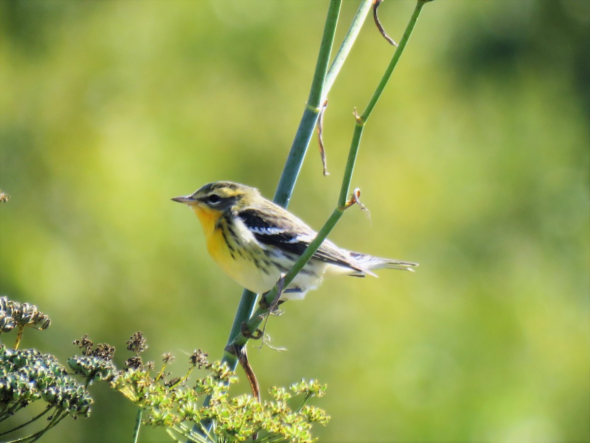 Blackburnian Warbler - ML118458241