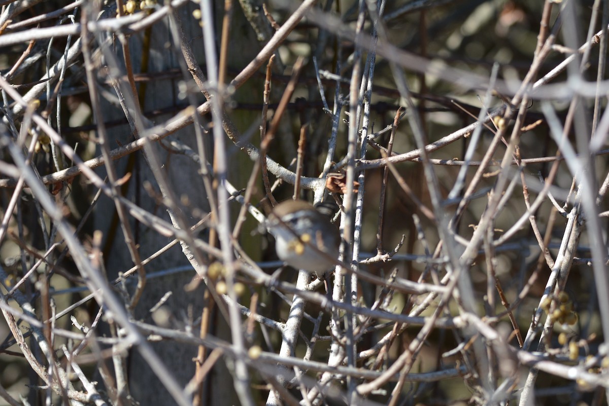 Bewick's Wren - ML118459991