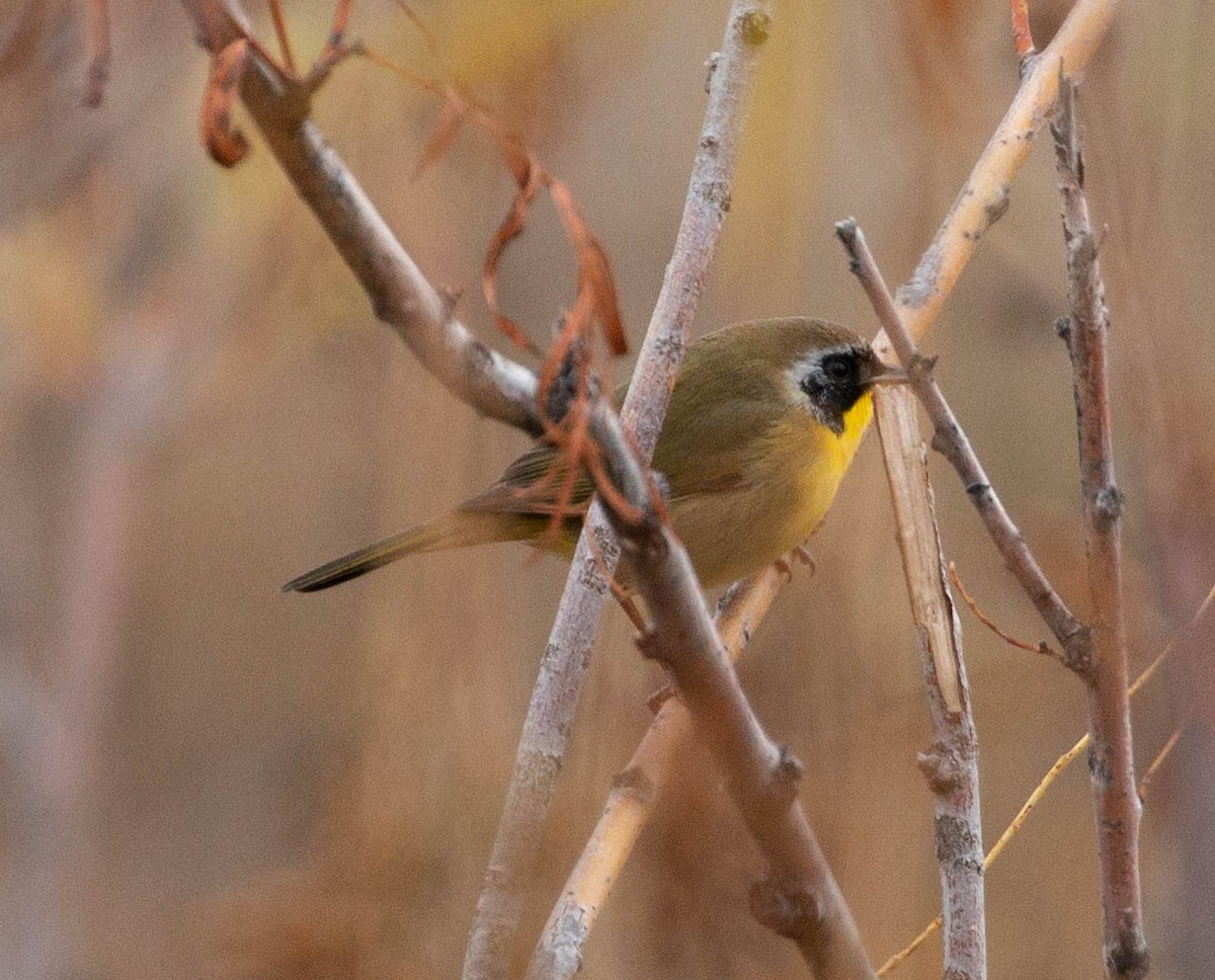Common Yellowthroat - ML118460071