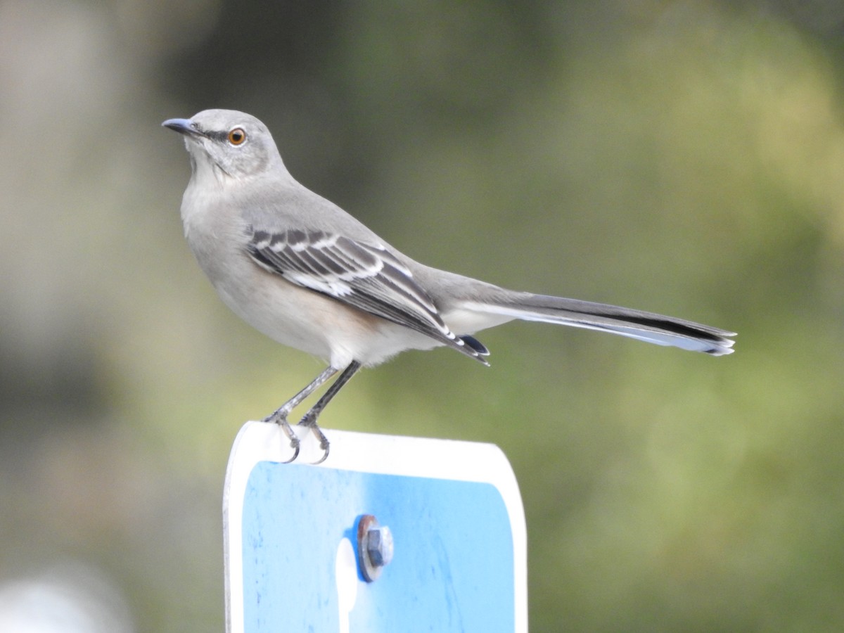 Northern Mockingbird - ML118460741