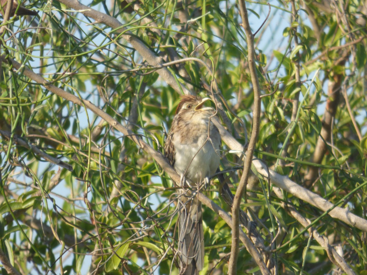 Striped Cuckoo - Miguel Angel Montenegro Avila