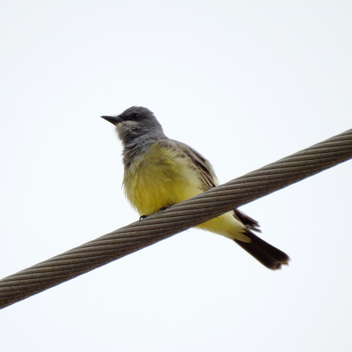 Cassin's Kingbird - ML118461571