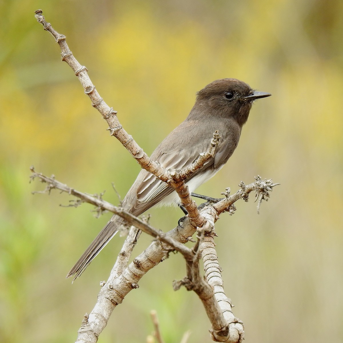 Black Phoebe - ML118461721