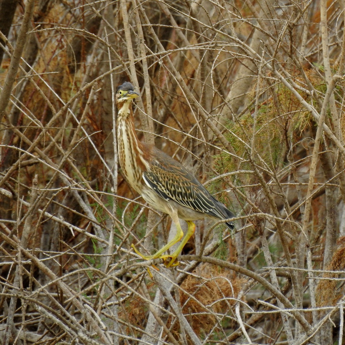 Green Heron - ML118463611