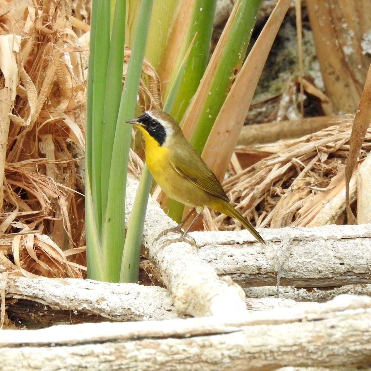 Common Yellowthroat - ML118463791