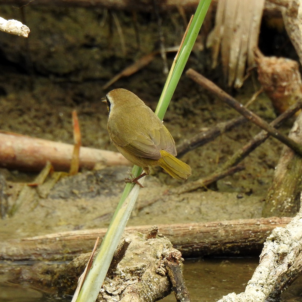 Common Yellowthroat - Charlotte Morris