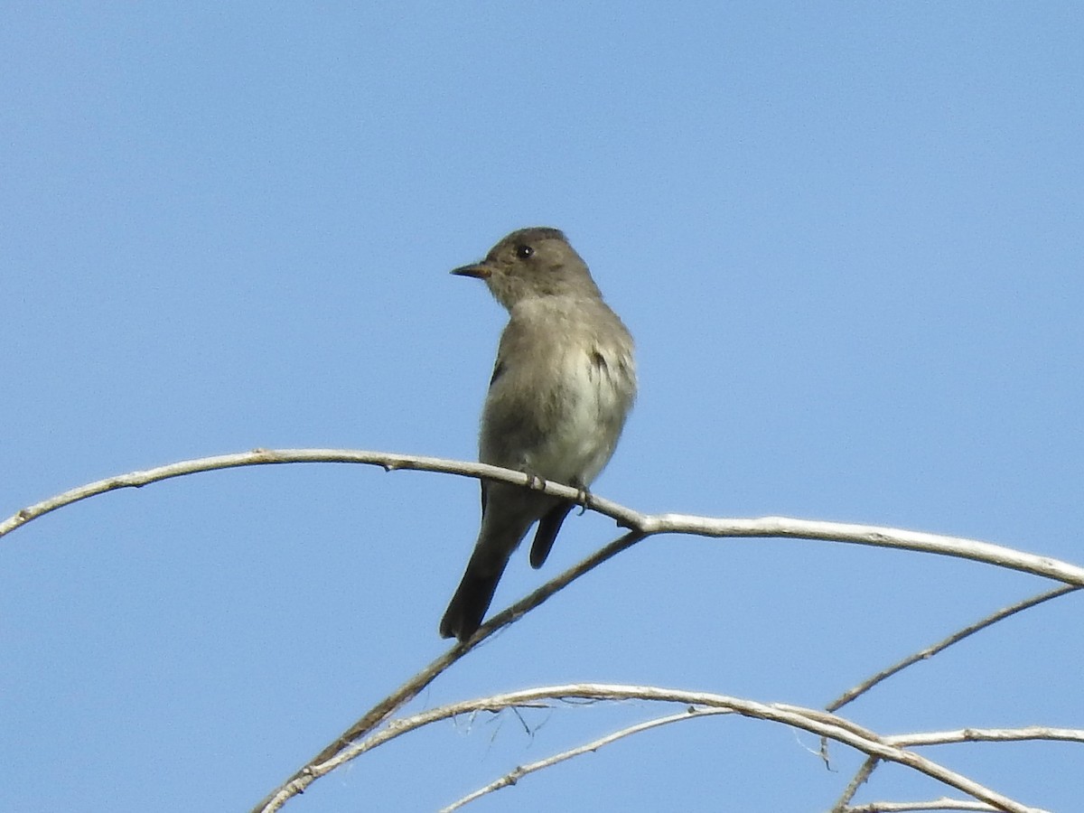 Western Wood-Pewee - Paul Suchanek