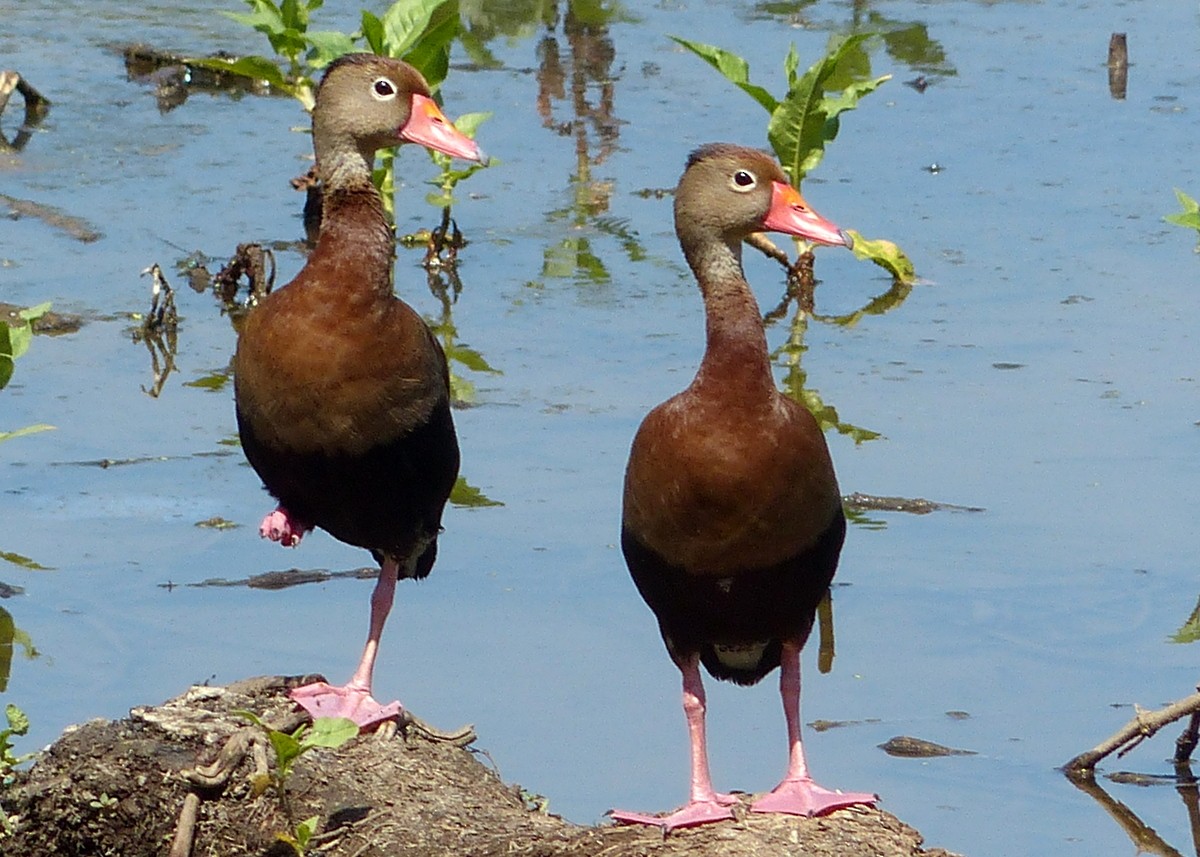 Black-bellied Whistling-Duck - Andy Frank