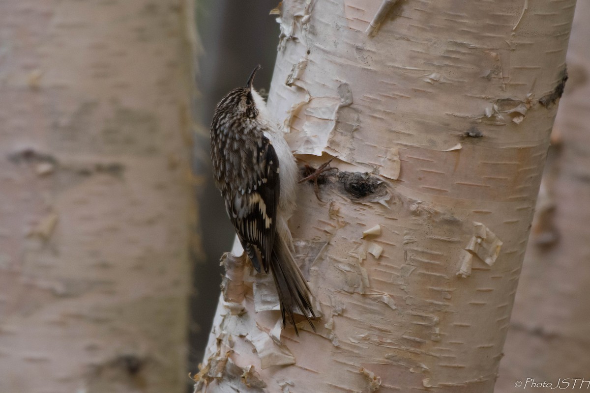 Brown Creeper - ML118467311