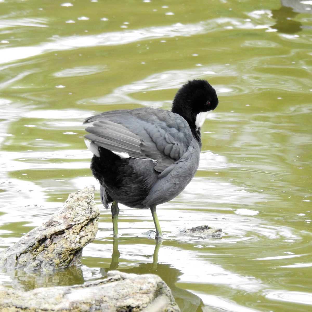 American Coot - ML118467551