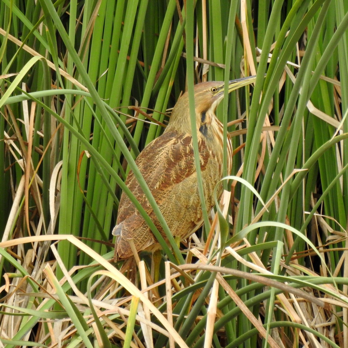 Avetoro Lentiginoso - ML118467661