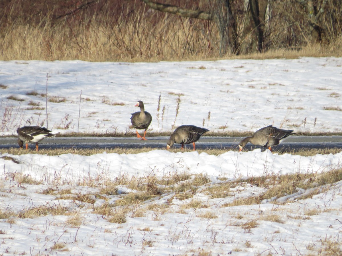 Greater White-fronted Goose - ML118467921