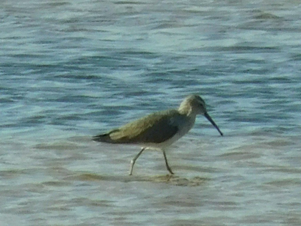 Stilt Sandpiper - ML118468171