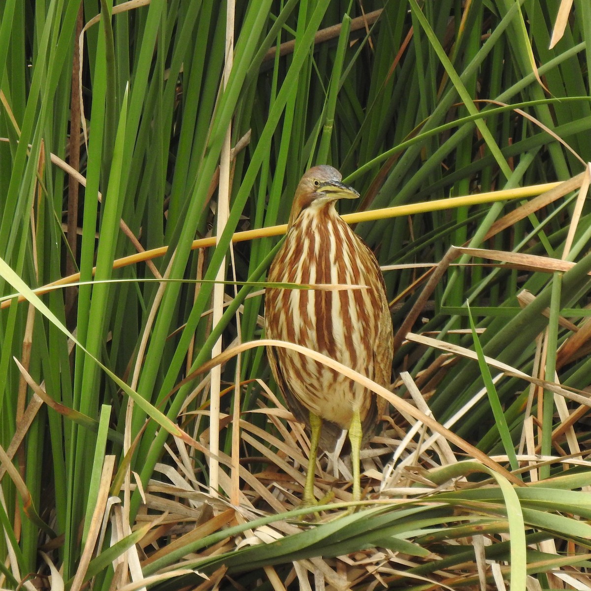 American Bittern - ML118468641