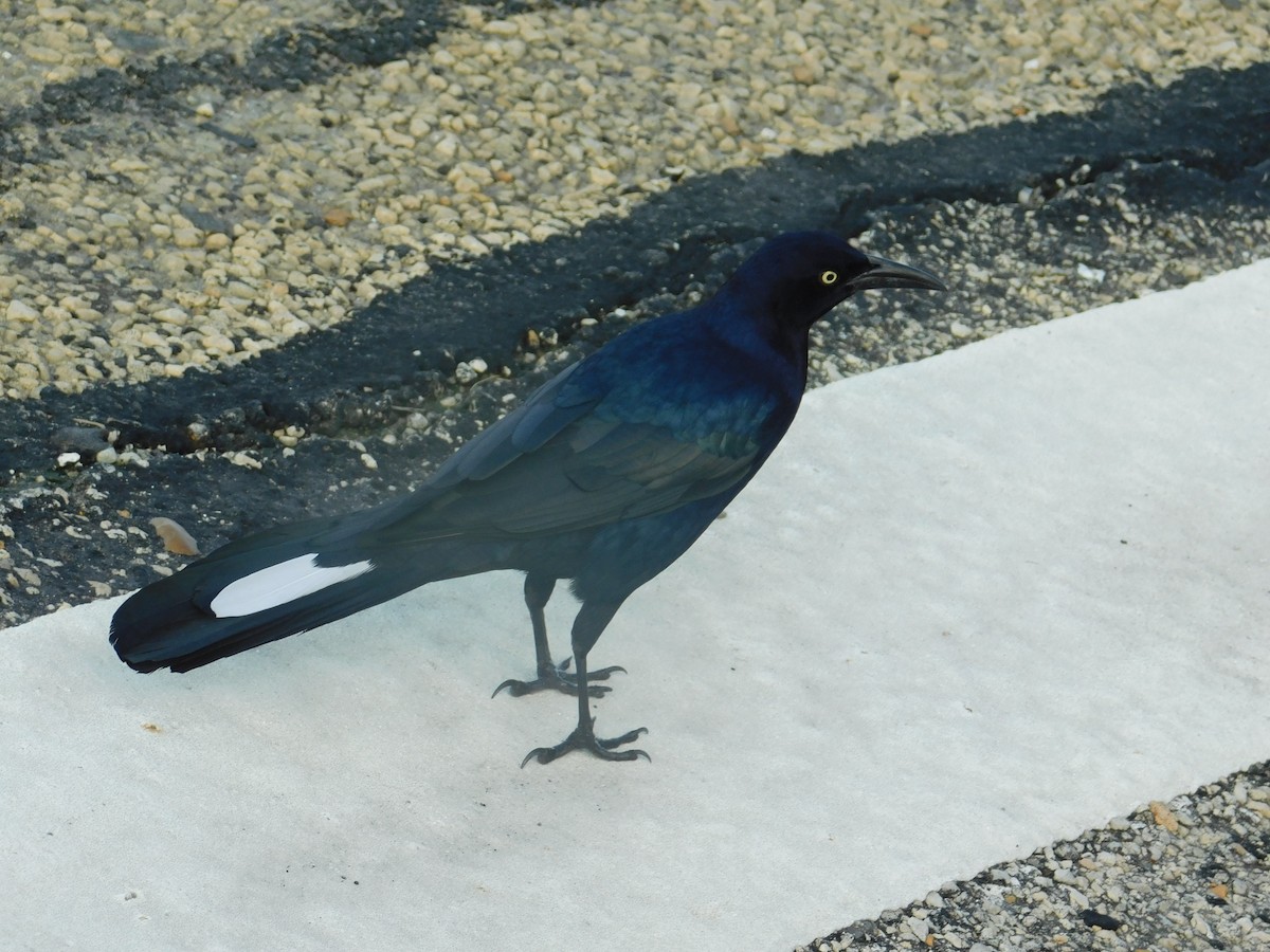 Great-tailed Grackle - ML118468701