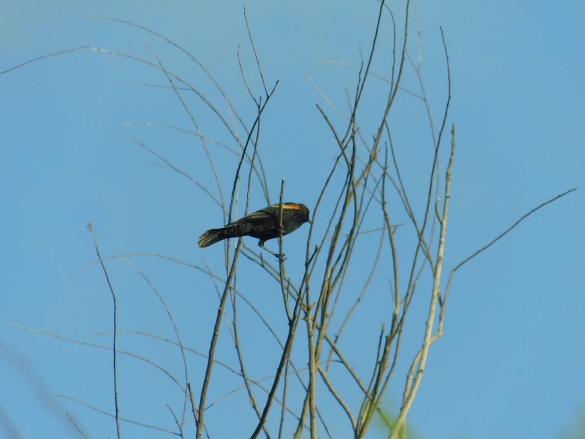 Red-winged Blackbird - ML118468751