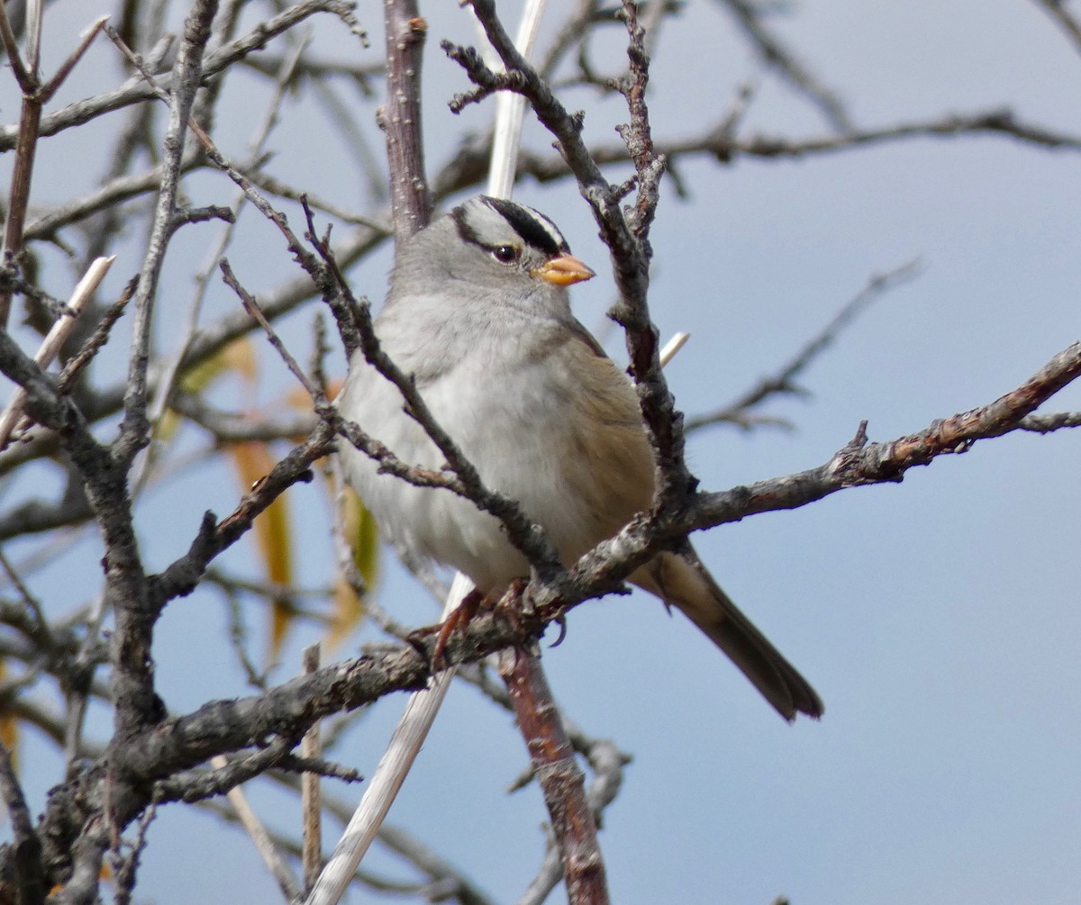 White-crowned Sparrow (Gambel's) - ML118468831