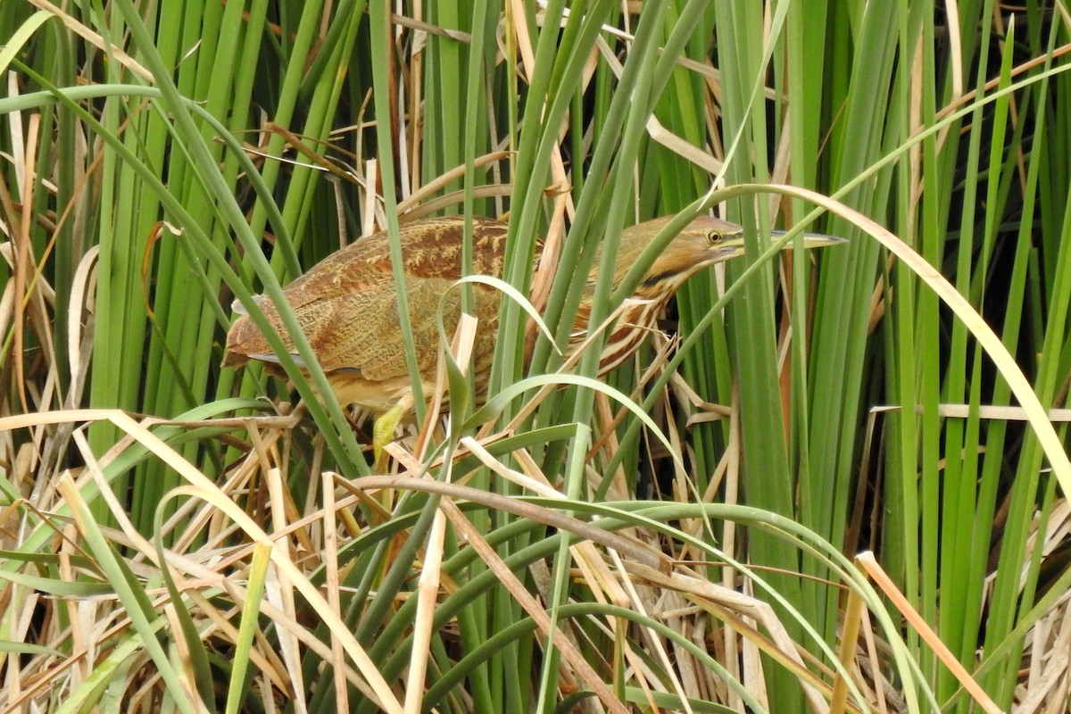 Avetoro Lentiginoso - ML118468881