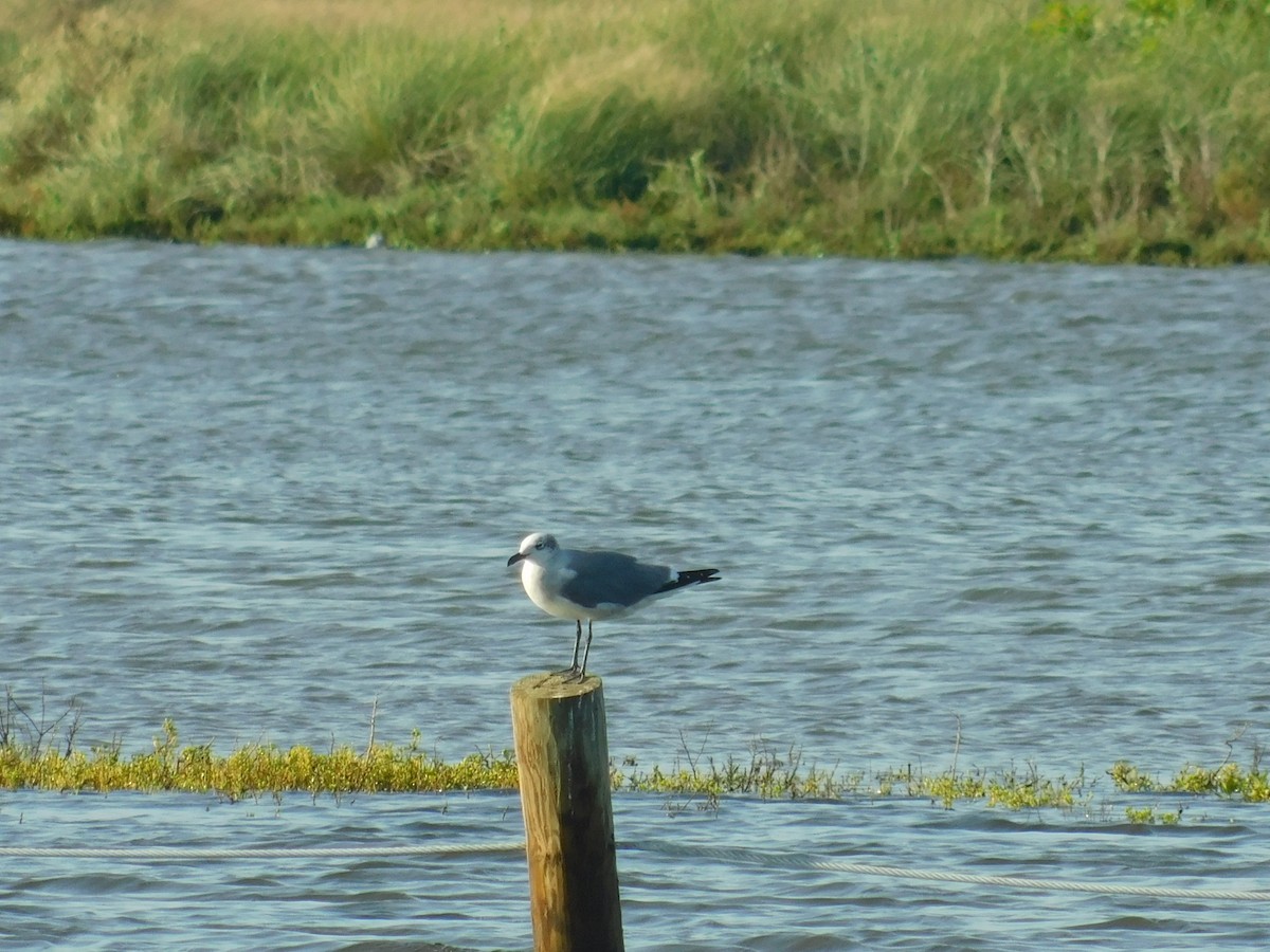 Laughing Gull - Ezekiel Dobson