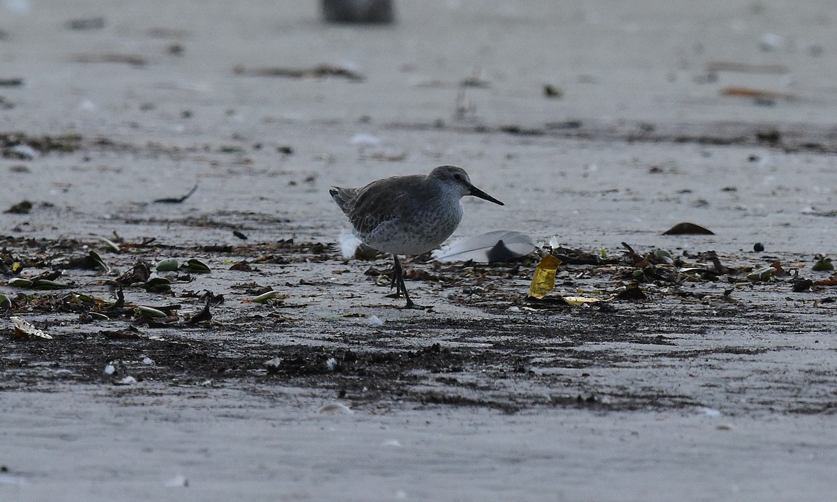 Red Knot - JoAnna Clayton