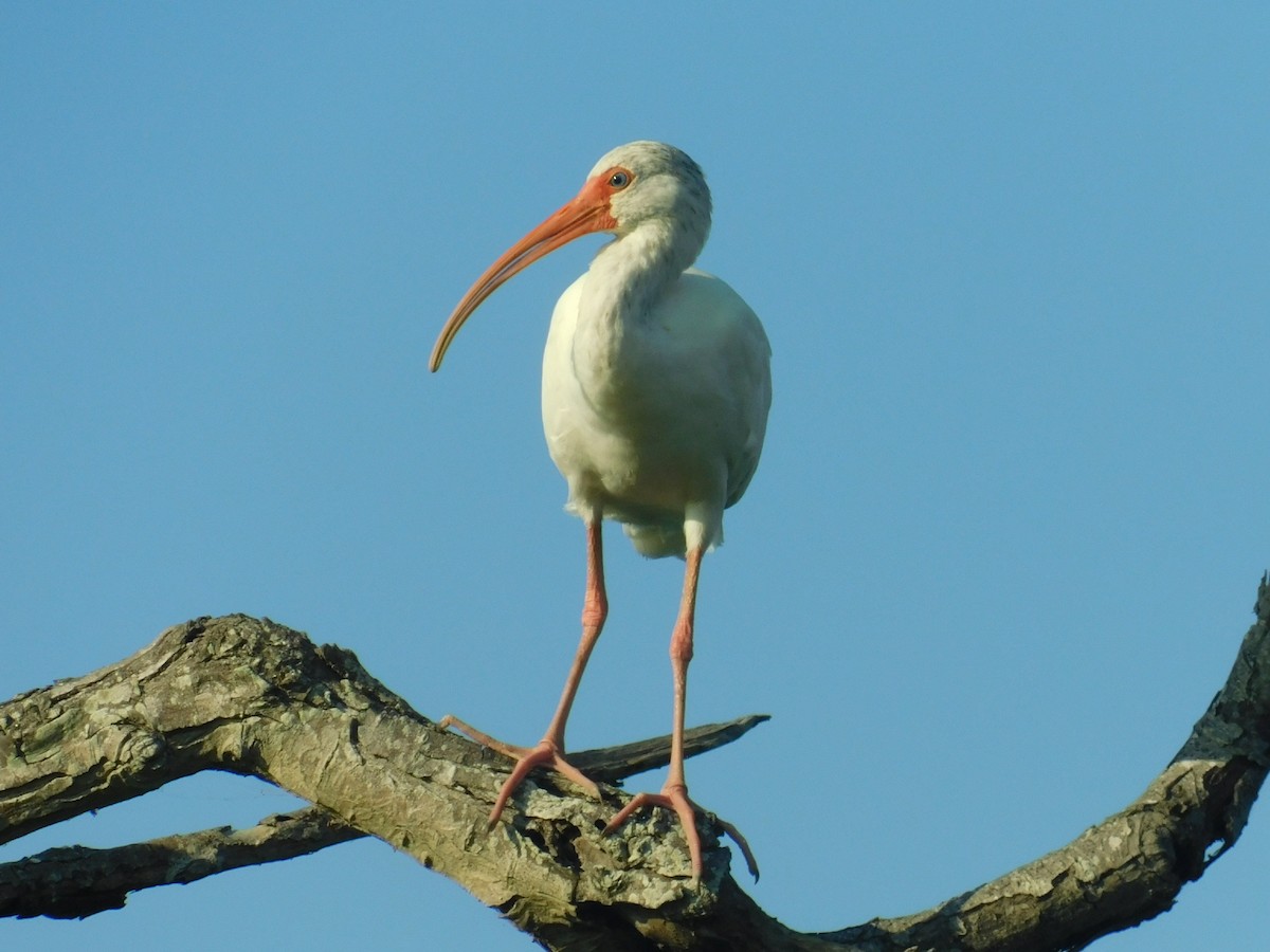 White Ibis - ML118470121