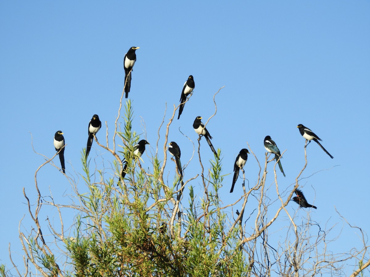 Yellow-billed Magpie - Becky Kitto