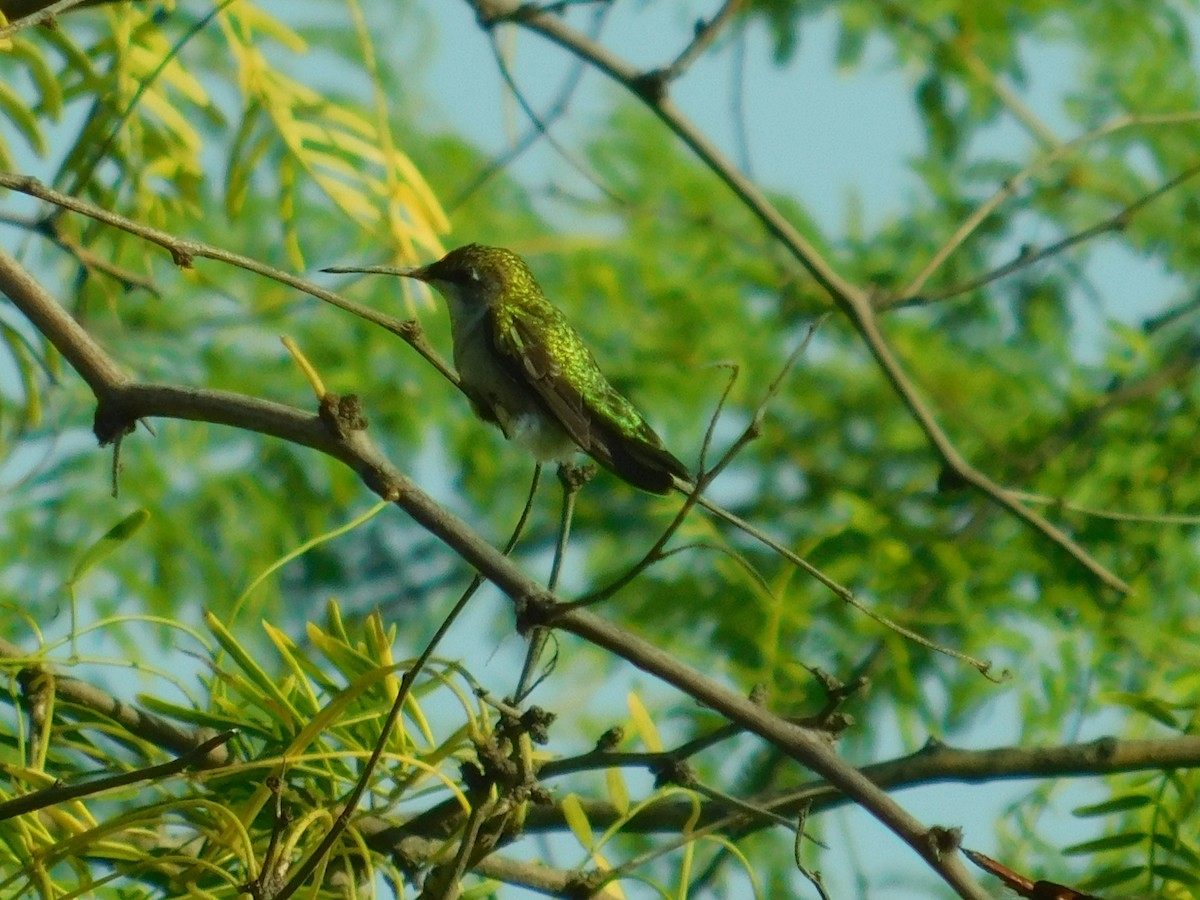 Black-chinned Hummingbird - ML118470421