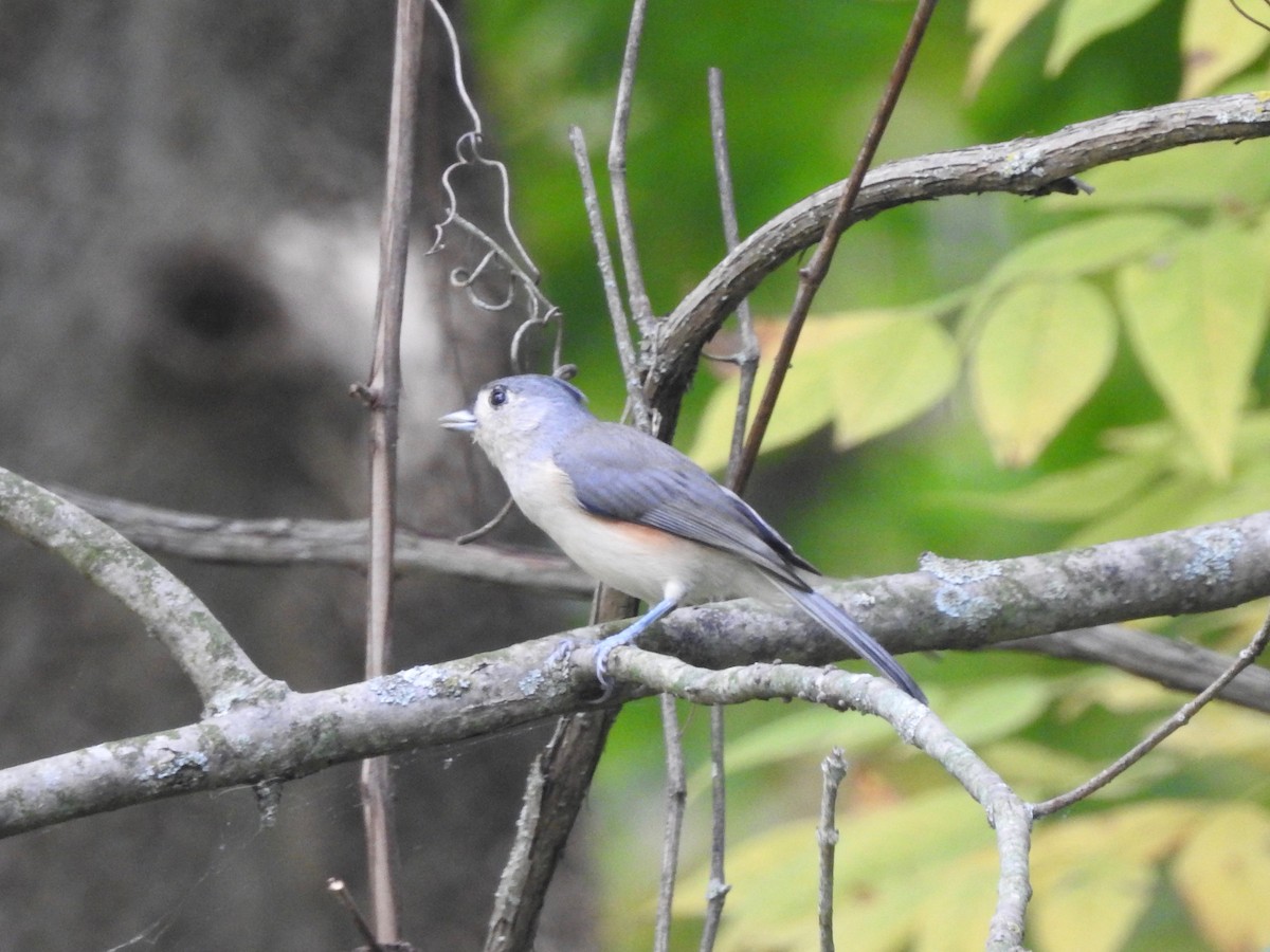 Tufted Titmouse - ML118470501